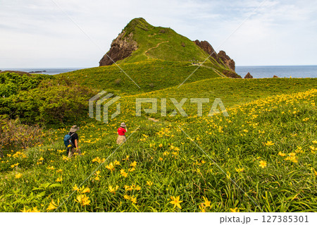 【新潟県_大野亀】花の島 佐渡 大地を埋め尽くす黄色い絨毯に、紺碧の日本海 5月 6月 【新潟県_大野亀】花の島 佐渡 大地を埋め尽くす黄色い絨毯に、紺碧の日本海 5月 6月 127385301
