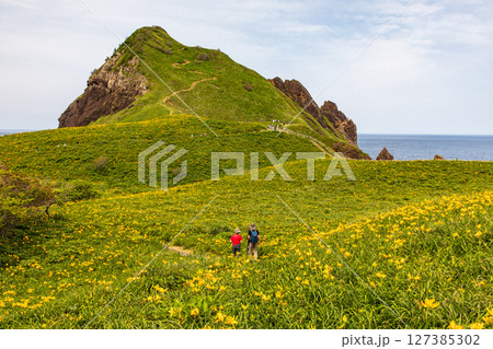 【新潟県_大野亀】花の島 佐渡 大地を埋め尽くす黄色い絨毯に、紺碧の日本海 5月 6月 【新潟県_大野亀】花の島 佐渡 大地を埋め尽くす黄色い絨毯に、紺碧の日本海 5月 6月 127385302