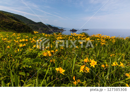 【新潟県_大野亀】花の島 佐渡 大地を埋め尽くす黄色い絨毯に､紺碧の日本海 5月 6月 127385308