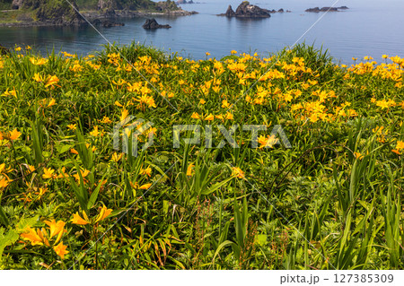 【新潟県_大野亀】花の島 佐渡 大地を埋め尽くす黄色い絨毯に、紺碧の日本海 5月 6月 【新潟県_大野亀】花の島 佐渡 大地を埋め尽くす黄色い絨毯に、紺碧の日本海 5月 6月 127385309