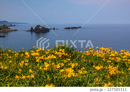 【新潟県_大野亀】花の島 佐渡 大地を埋め尽くす黄色い絨毯に､紺碧の日本海 5月 6月 127385311