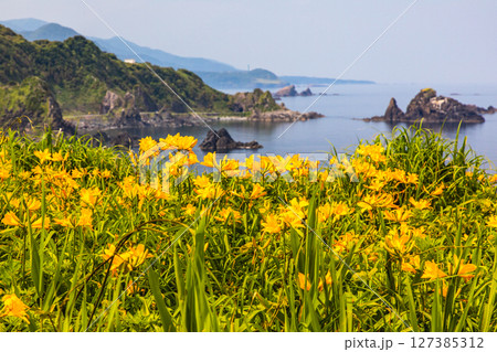 【新潟県_大野亀】花の島 佐渡 大地を埋め尽くす黄色い絨毯に､紺碧の日本海 5月 6月 127385312