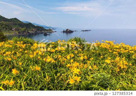 【新潟県_大野亀】花の島 佐渡 大地を埋め尽くす黄色い絨毯に､紺碧の日本海 5月 6月 127385314