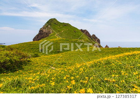 【新潟県_大野亀】花の島 佐渡 大地を埋め尽くす黄色い絨毯に、紺碧の日本海 5月 6月 【新潟県_大野亀】花の島 佐渡 大地を埋め尽くす黄色い絨毯に、紺碧の日本海 5月 6月 127385317