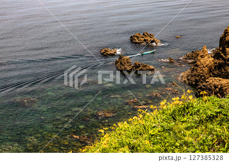 【新潟県_大野亀】花の島 佐渡 大地を埋め尽くす黄色い絨毯に、紺碧の日本海 5月 6月 【新潟県_大野亀】花の島 佐渡 大地を埋め尽くす黄色い絨毯に、紺碧の日本海 5月 6月 127385328