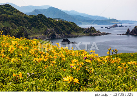 【新潟県_大野亀】花の島 佐渡 大地を埋め尽くす黄色い絨毯に､紺碧の日本海 5月 6月 127385329