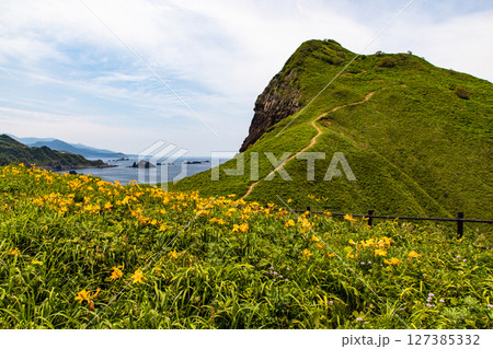 【新潟県_大野亀】花の島 佐渡 大地を埋め尽くす黄色い絨毯に、紺碧の日本海 5月 6月 【新潟県_大野亀】花の島 佐渡 大地を埋め尽くす黄色い絨毯に、紺碧の日本海 5月 6月 127385332