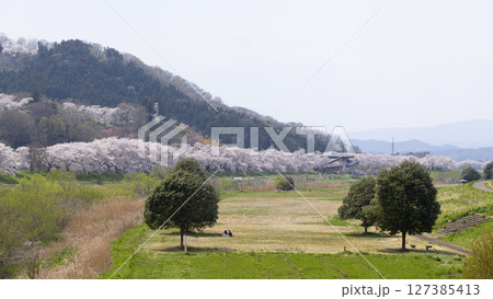 Sakura and cherry blossom in Hitome Senbonzakura, Sendai, Japan in spring season	 127385413