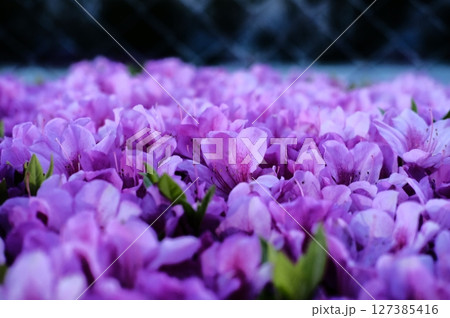 ピンクのツツジの花 127385416