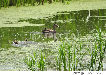 お母さんを追いかけるベビー(Babies chasing mom. ) 127385422