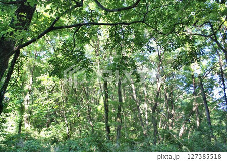深い森の中 127385518