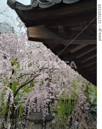 お堂の前の枝垂れ桜と柳 127385529