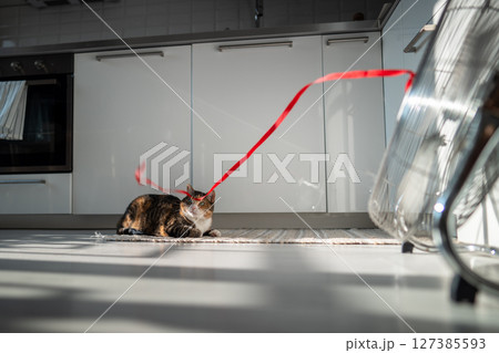 Overheated lazy cat lying on floor, escapes from heat with help of fan looking on red ribbon on wind Overheated lazy cat lying on floor, escapes from heat with help of fan looking on red ribbon on wind 127385593