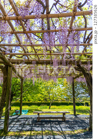 《戸川公園》満開に咲く美しい藤の花((神奈川県秦野市) 《戸川公園》満開に咲く美しい藤の花((神奈川県秦野市) 127385626