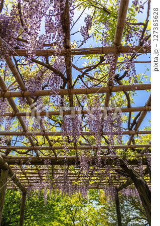 《戸川公園》満開に咲く美しい藤の花（（神奈川県秦野市） 127385628