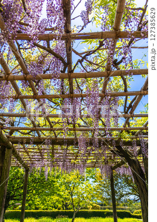 《戸川公園》満開に咲く美しい藤の花（（神奈川県秦野市） 127385629