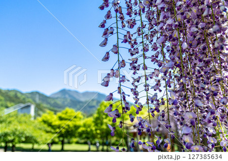 《戸川公園》満開に咲く美しい藤の花((神奈川県秦野市) 《戸川公園》満開に咲く美しい藤の花((神奈川県秦野市) 127385634
