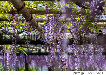 《戸川公園》藤の花のある風景（神奈川県秦野市） 127385651