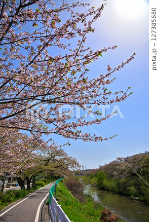 《愛知県》名古屋市香流川の桜並木 127385680