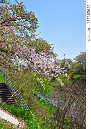 《愛知県》名古屋市香流川の桜並木 127385683