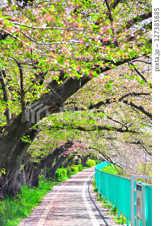 《愛知県》名古屋市香流川の桜並木 127385685