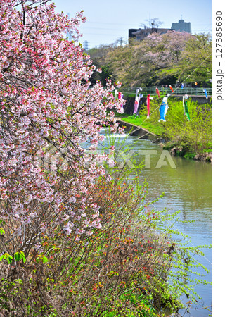 《愛知県》名古屋市香流川の桜並木と鯉のぼり 127385690