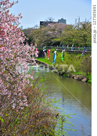 《愛知県》名古屋市香流川の桜並木と鯉のぼり 127385691