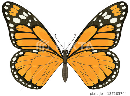 Detailed Monarch Butterfly Vector Illustration Detailed Monarch Butterfly Vector Illustration 127385744