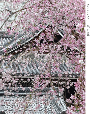 本堂に映える枝垂れ桜 本堂に映える枝垂れ桜 127385825