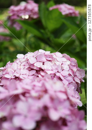 ピンク色の紫陽花のクローズアップ ピンク色の紫陽花のクローズアップ 127385878