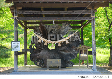 延命千年杉 えさし藤原の郷 岩手県 延命千年杉 えさし藤原の郷 岩手県 127386001