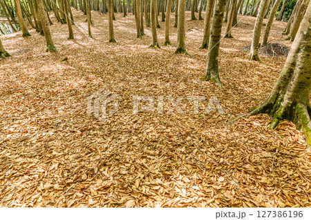 ブナの森の林床（森林イメージ） 127386196