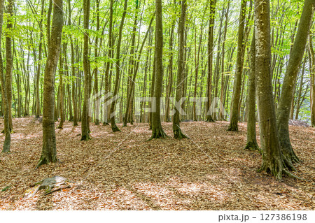 新緑が美しいブナの森（森林イメージ） 127386198