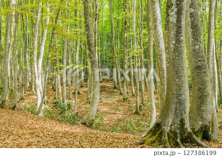 新緑が美しいブナの森（森林イメージ） 127386199
