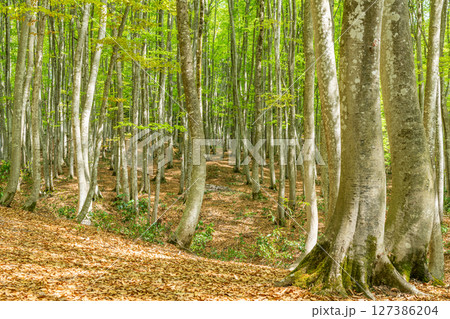 新緑が美しいブナの森（森林イメージ） 127386204