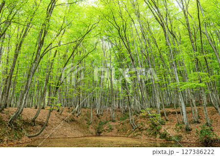 新緑が美しいブナの森(森林イメージ) 新緑が美しいブナの森(森林イメージ) 127386222