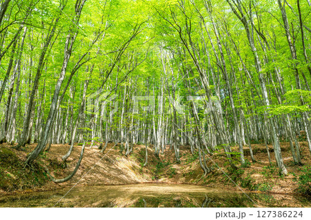 新緑が美しいブナの森(森林イメージ) 新緑が美しいブナの森(森林イメージ) 127386224