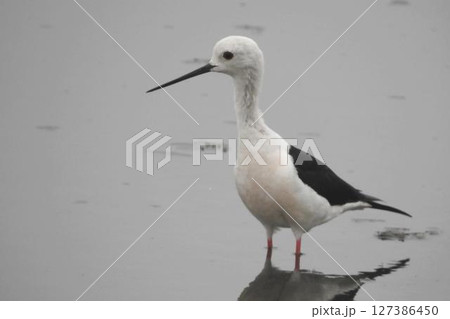 足湯を楽しむセイタカシギ(A sandpiper enjoying a foot bath.) 127386450