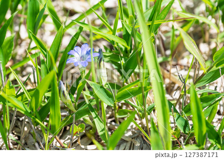 大自然の美しい光芒に映える高原に咲く花(アマ)　ミルクロード周辺　阿蘇市 127387171