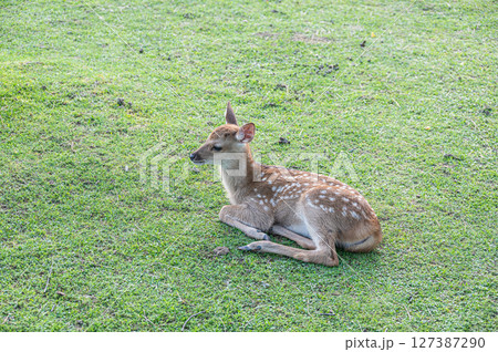 奈良公園の子鹿 奈良公園の子鹿 127387290