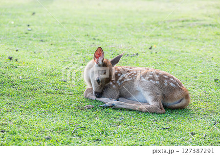 奈良公園の子鹿 奈良公園の子鹿 127387291