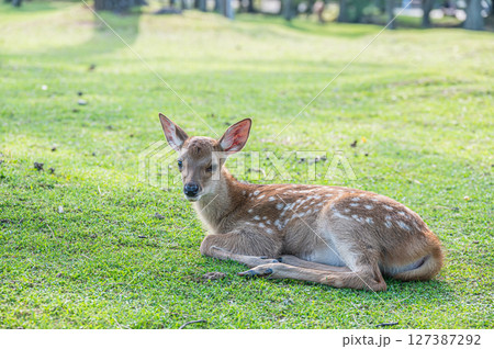 奈良公園の子鹿 127387292