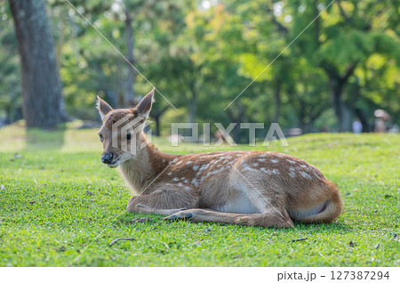 奈良公園の子鹿 奈良公園の子鹿 127387294