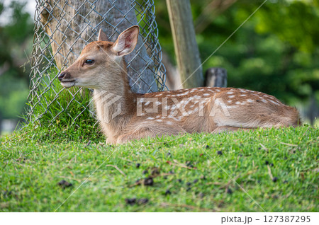 奈良公園の子鹿 奈良公園の子鹿 127387295