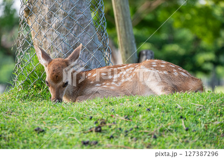 奈良公園の子鹿 127387296