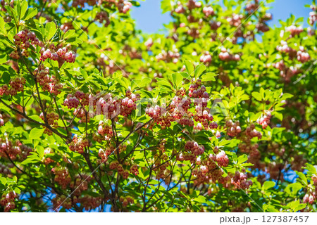 鈴生りのサラサドウダン（御在所岳山上公園内） 127387457