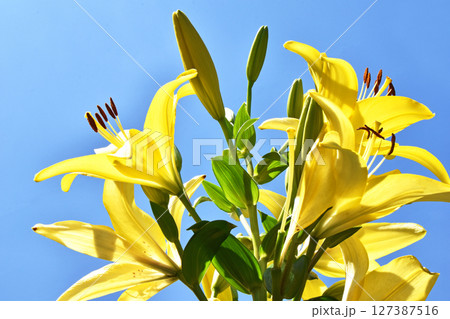 黄色い大輪の百合 黄色い大輪の百合 127387516