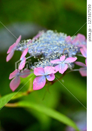ヤマアジサイ 虹 ヤマアジサイ 虹 127387550