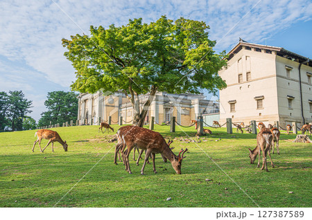 奈良国立博物館前で草を食べる鹿の群れ 奈良国立博物館前で草を食べる鹿の群れ 127387589