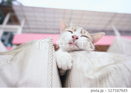 猫 ねこ ネコ 127387685